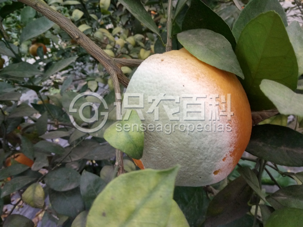 柑橘黄叶症状示例1