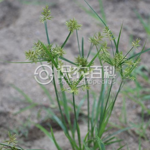 柑橘黄叶症状示例2