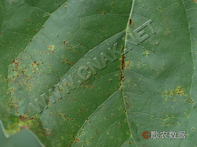 柑橘黄叶症状示例0