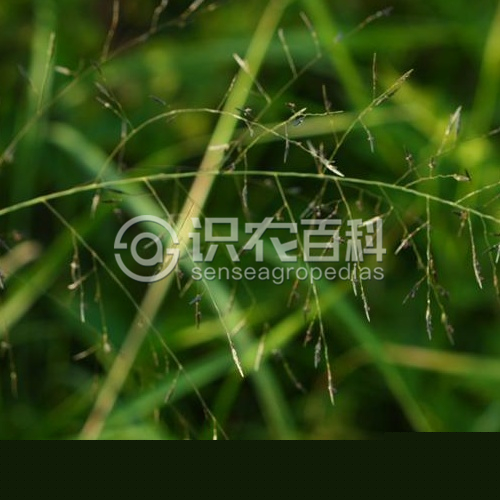 柑橘黄叶症状示例3