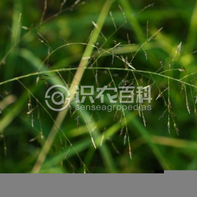 无毛画眉草