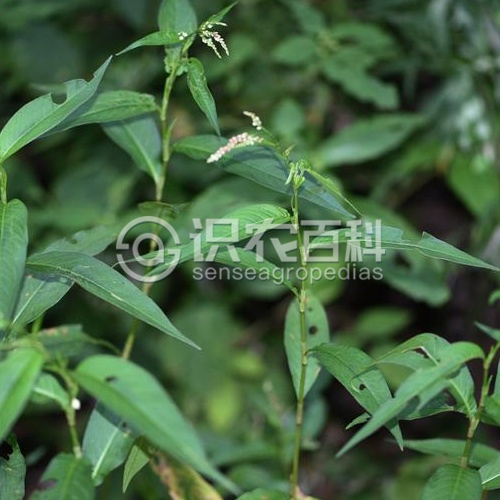 柑橘黄叶症状示例2