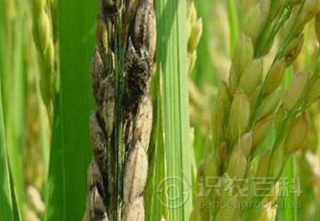 柑橘黄叶症状示例1