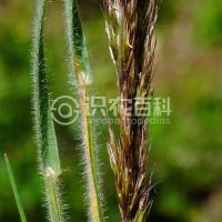 柑橘黄叶症状示例0