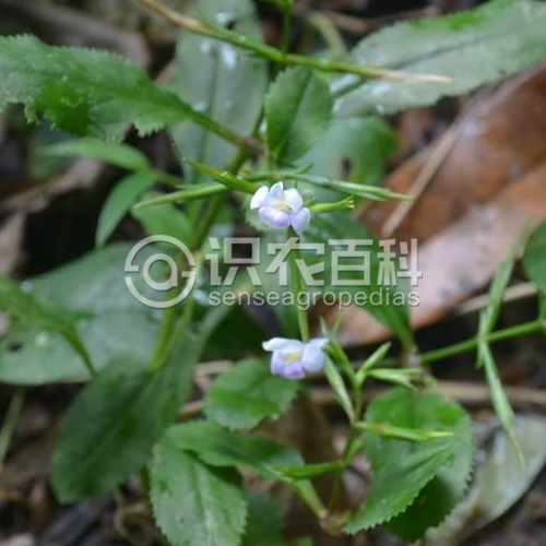 柑橘黄叶症状示例1