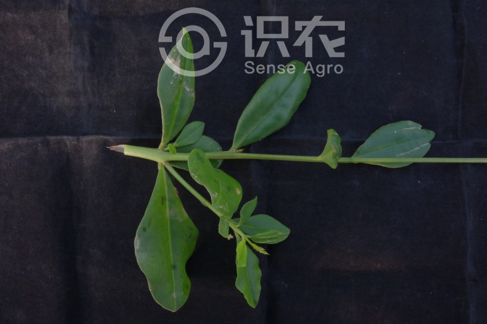 柑橘黄叶症状示例3