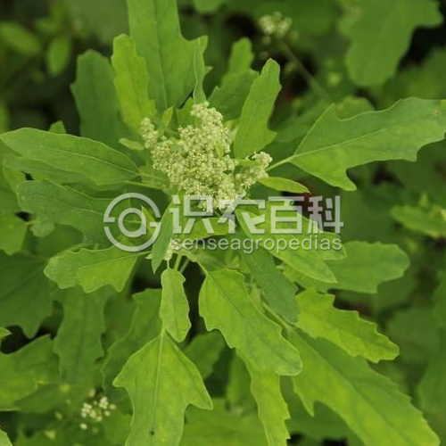 柑橘黄叶症状示例2