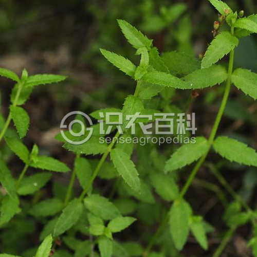 柑橘黄叶症状示例3