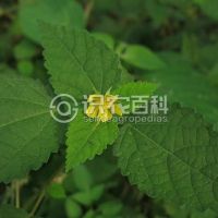 柑橘黄叶症状示例0