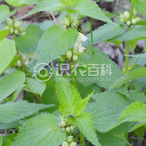 柑橘黄叶症状示例2