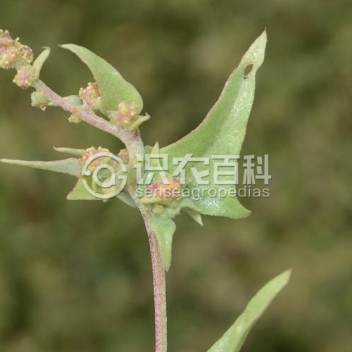 柑橘黄叶症状示例3