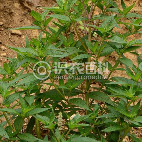 柑橘黄叶症状示例2