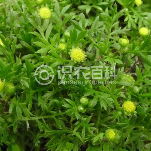 柑橘黄叶症状示例3