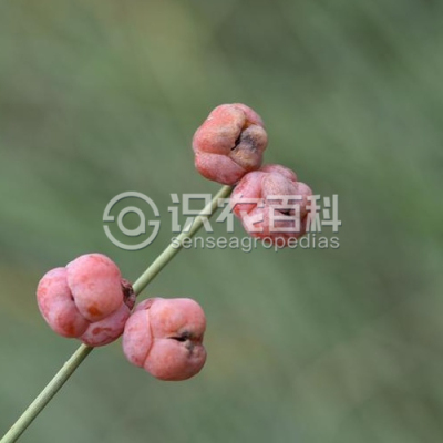 草麻黄