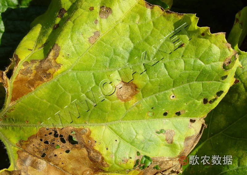 柑橘黄叶症状示例1