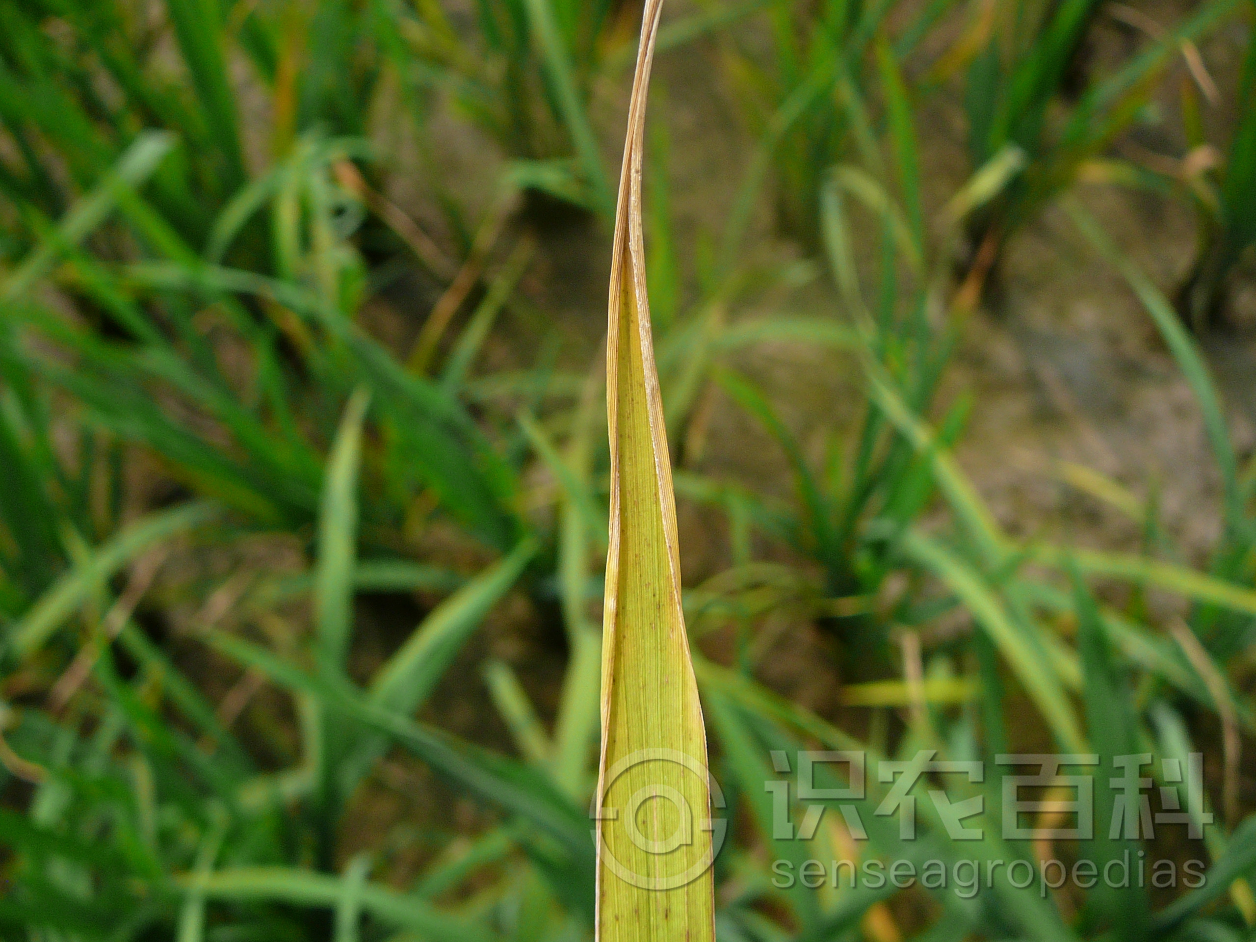 柑橘黄叶症状示例2
