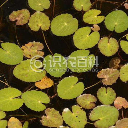 柑橘黄叶症状示例2