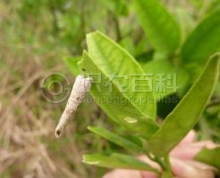 柑橘黄叶症状示例0