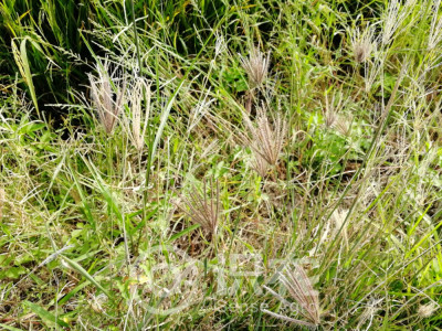 虎尾草