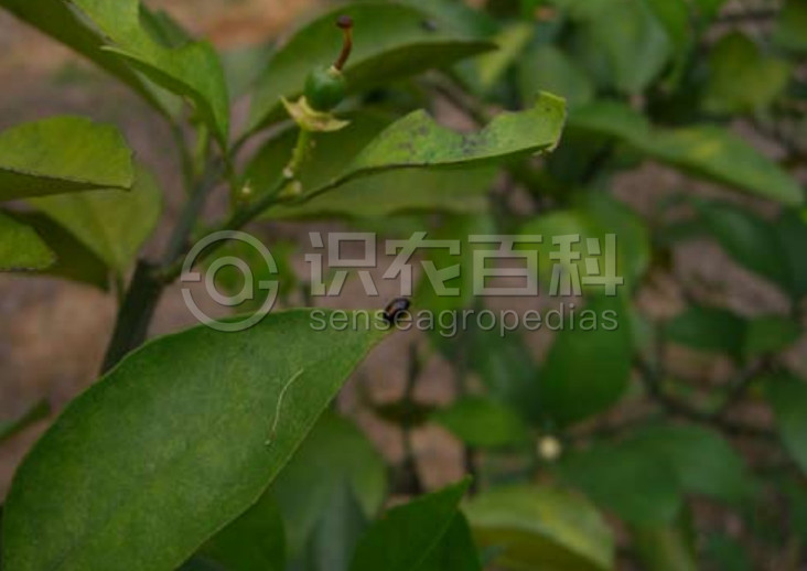 柑橘黄叶症状示例2