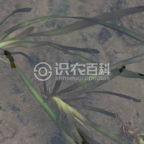 柑橘黄叶症状示例1