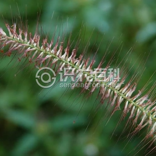 柑橘黄叶症状示例1