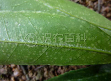 柑橘黄叶症状示例3