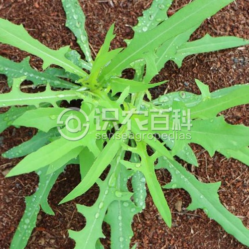 柑橘黄叶症状示例1
