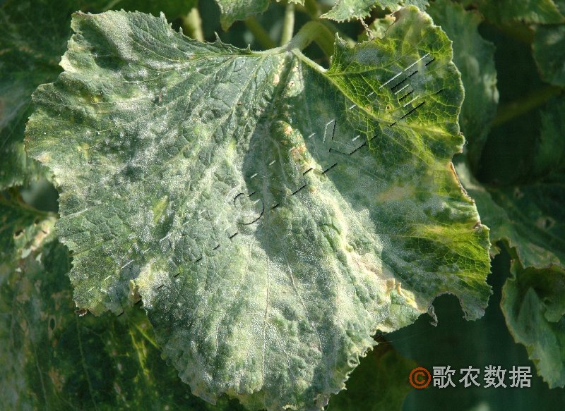 柑橘黄叶症状示例0