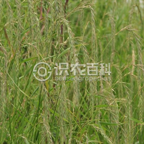 柑橘黄叶症状示例3