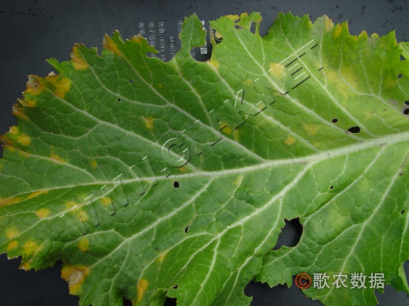 柑橘黄叶症状示例0
