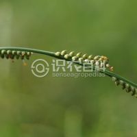 柑橘黄叶症状示例0