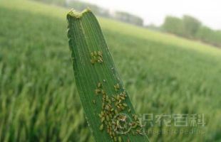 柑橘黄叶症状示例0