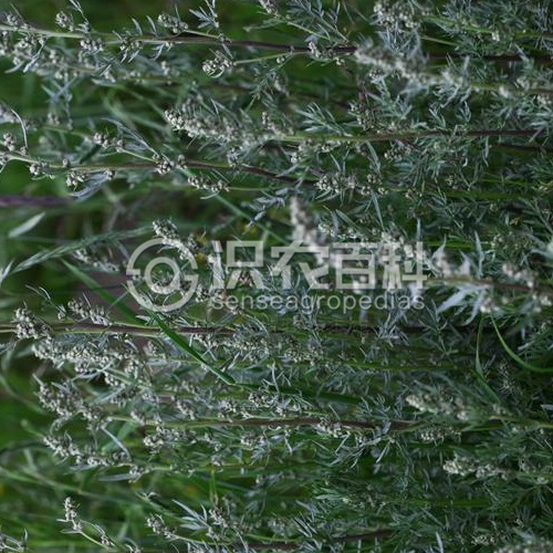 柑橘黄叶症状示例1