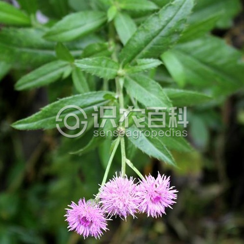 柑橘黄叶症状示例3