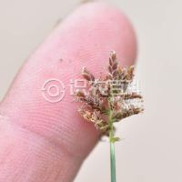 柑橘黄叶症状示例0