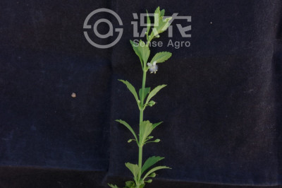 野甘草