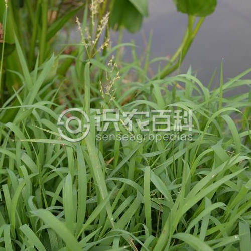 柑橘黄叶症状示例3