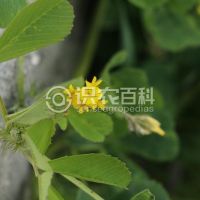 柑橘黄叶症状示例0