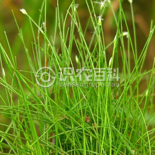 柑橘黄叶症状示例3