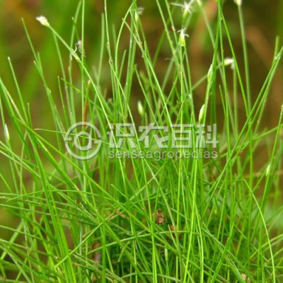 独穗飘拂草