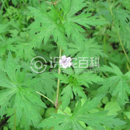 柑橘黄叶症状示例3