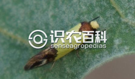 柑橘黄叶症状示例2