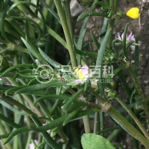 柑橘黄叶症状示例2