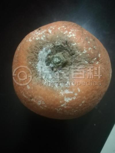 柑橘褐色蒂腐病