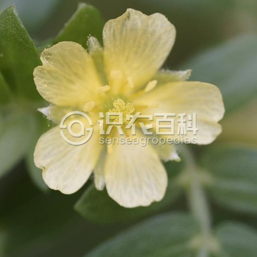 柑橘黄叶症状示例4