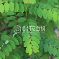 柑橘黄叶症状示例0