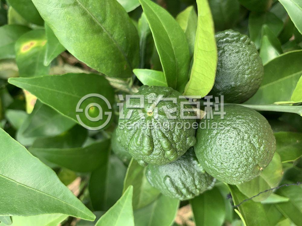 柑橘黄叶症状示例3