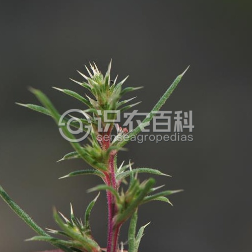 柑橘黄叶症状示例3