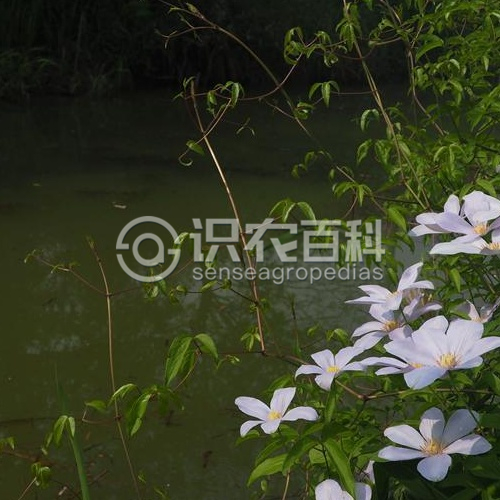 柑橘黄叶症状示例3